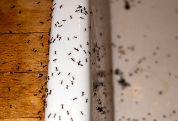 Best Commercial Pest Control Services  in New Bern, NC