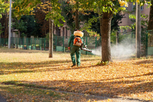 Best Flea Control Services  in New Bern, NC