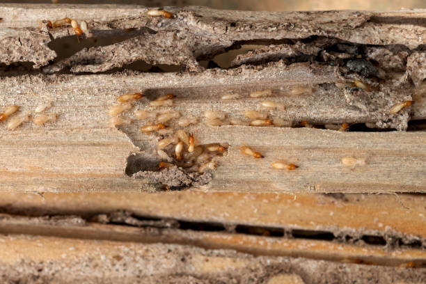 Reliable New Bern, NC Pest Control Solutions
