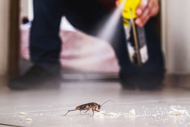 Best Affordable Pest Control Services  in New Bern, NC