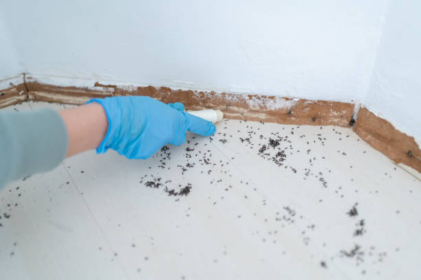 Best Pest Removal Services  in New Bern, NC